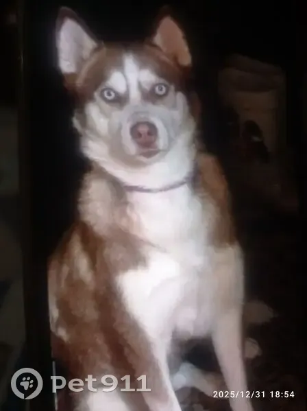 Пропала хаски в Неполодь, д. 70а - photo