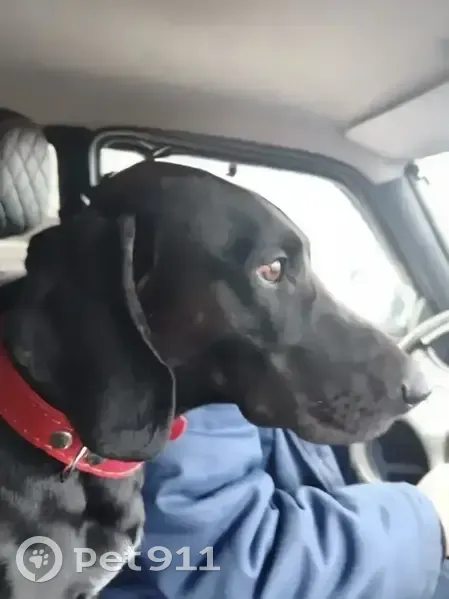 Пропала собака в Шацке, Рязанская обл. - photo