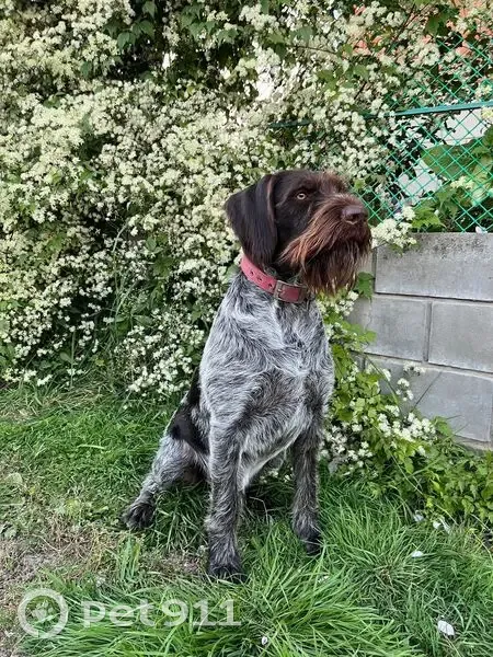 Пропала собака, Набережная ул, 67, Луховицы - photo