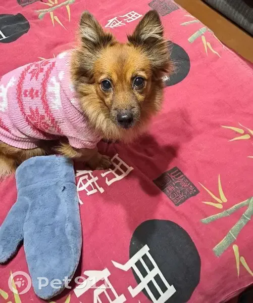 Пропала собака на Плесецкой, 20 к2 - photo