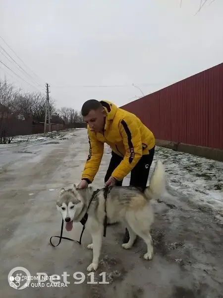 Пропала собака, Красный Сулин, Ростовская обл. - photo