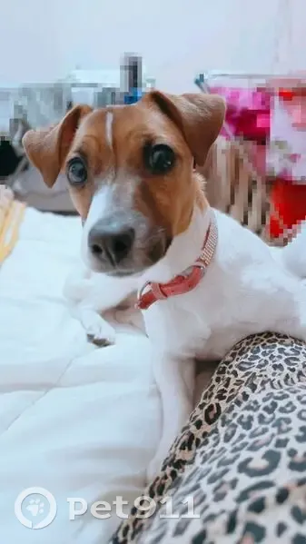 Пропала собака, ул. Островского, Сургут - photo