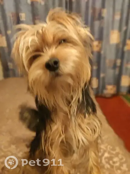 Пропала собака, Солнечная ул. 33, Екб - photo