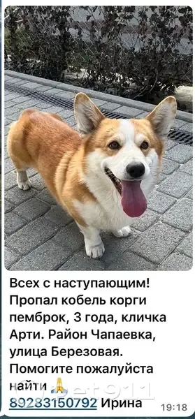 Пропала собака, Берёзовая ул., Ставрополь - photo