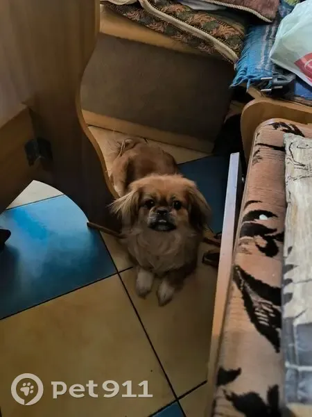 Пропала рыжая собака, ул. Бабушкина, 32А - photo