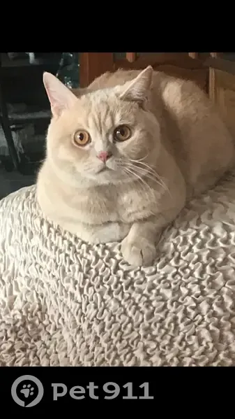 Пропала кошка, Московское шоссе, Тула - photo