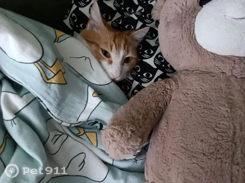 Пропала кошка на ул. Шукшина, Новосибирск - photo