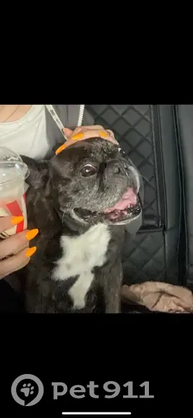 Пропала собака в Азове, Ростовская область - photo