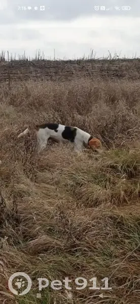 Пропала русская гончая в Ульяновском - photo