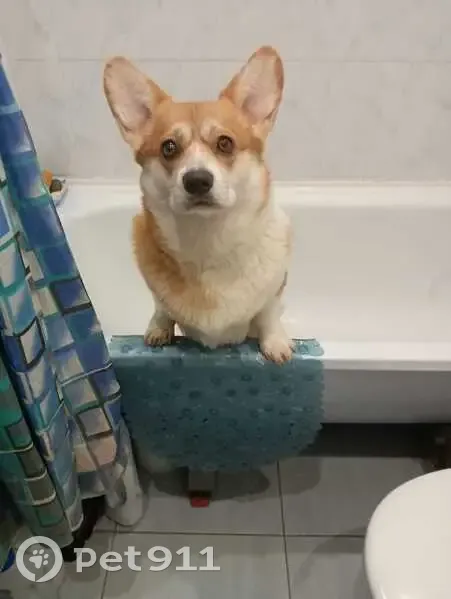 Пропала собака корги, ул. Михайлова, Ногинск - photo