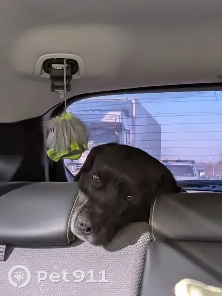 Пропала собака, ул. Гагарина 11Б, Хабаровск - photo