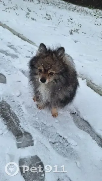 Пропал шпиц, Новосёлов 34 к2, Рязань - photo