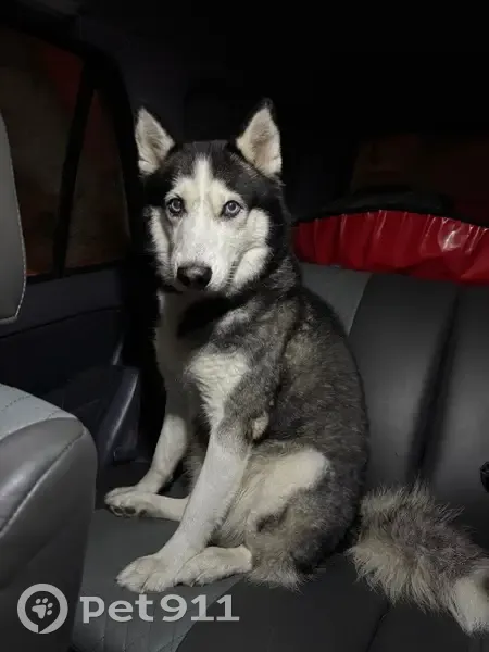 Собака найдена на Лучистой в Хабаровске - photo