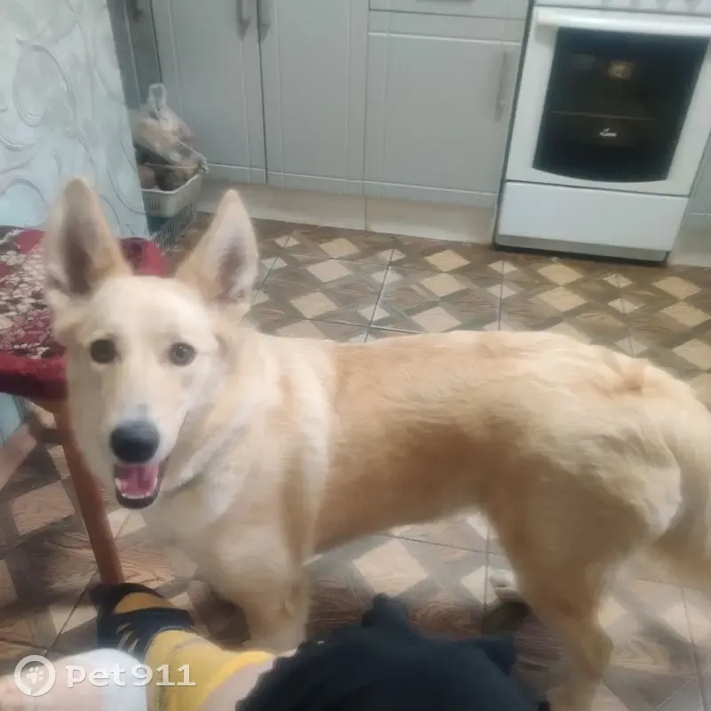 Пропала собака, ул. Свердлова, 79, Кострома - photo