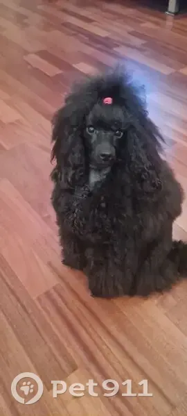 Пропала собака, Ленсовета 80, СПб - photo