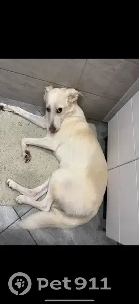 Пропала собака, ул. 50 лет НЛМК, Липецк - photo