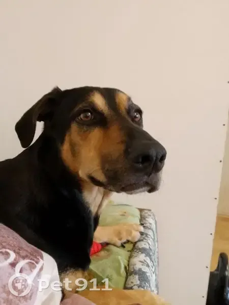 Пропала собака в Уфе, район аграрного университета - photo