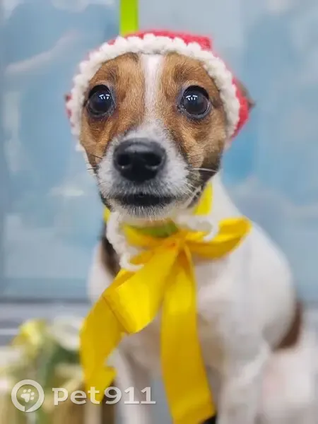 Пропала собака на Дунайском проспекте - photo