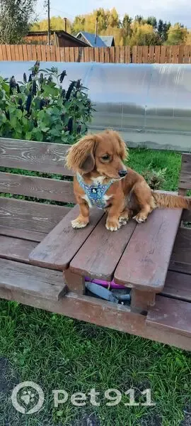 Пропала собака, Иркутский тракт 150, Томск - photo