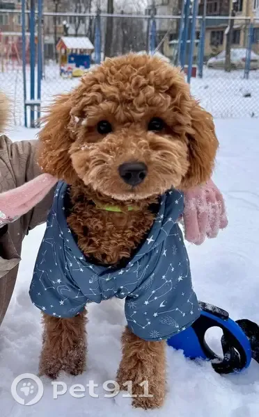 Пропал рыжий пудель, Аэродромная 106 - photo