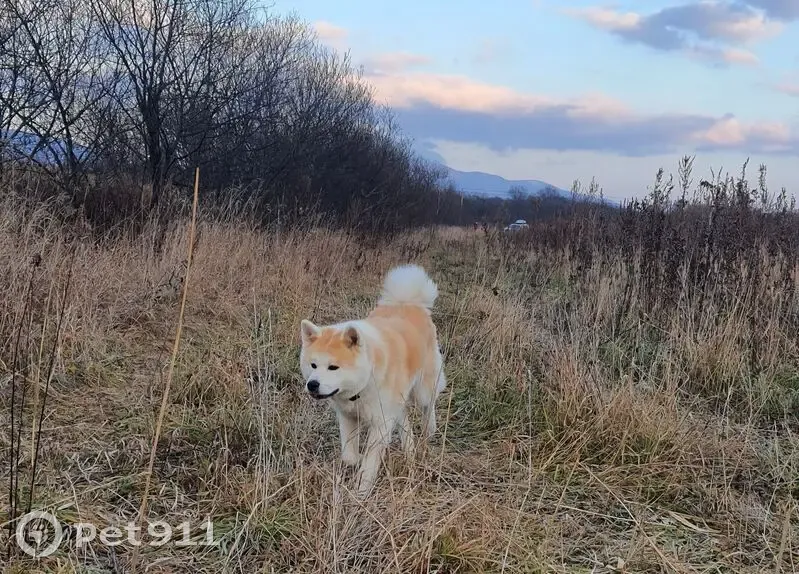 Пропала собака, Южно-Сахалинск, Весенняя 28 - photo