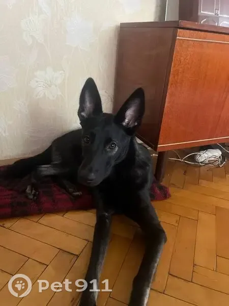 Пропала собака, ул. Вавиловых, СПб - photo