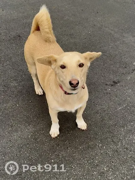 Пропала собака, ул. Фесюна, 22, Владивосток - photo