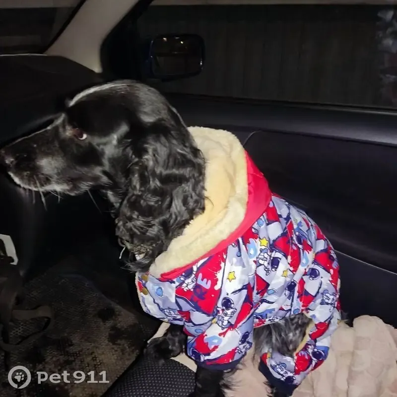 Пропала собака, 1-й мкр. Пугачева Е.И. - photo