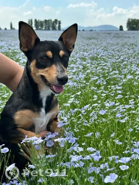 Пропала собака, ул. Худайбердина 91, Стерлитамак - photo