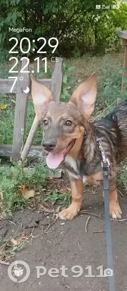 Пропала собака, Советская ул., Новотроицк - photo