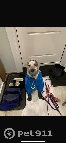 Пропала собака, ул. Красных Зорь, 33А - photo