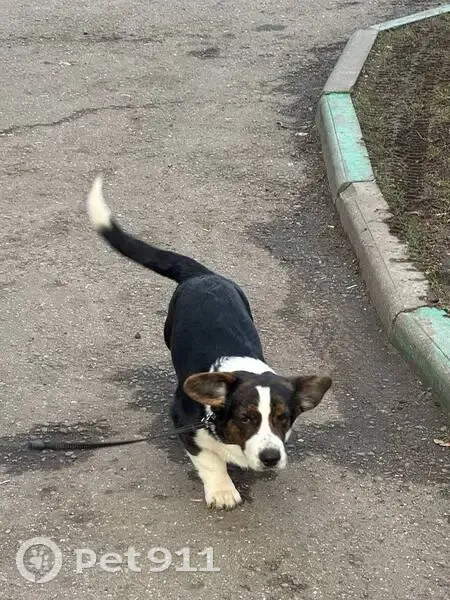 Пропала собака Рони, Открытое шоссе 26к10 - photo