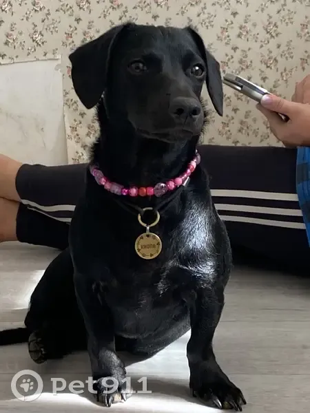 Пропала собака, Холтобино, Тульская обл. - photo