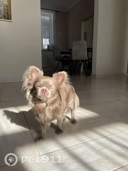 Пропала собака, ул. Тельмана, 96, Геленджик - photo