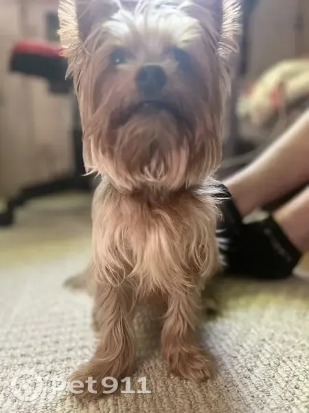 Пропала собака, переулок Энгельса 4, Бор - photo