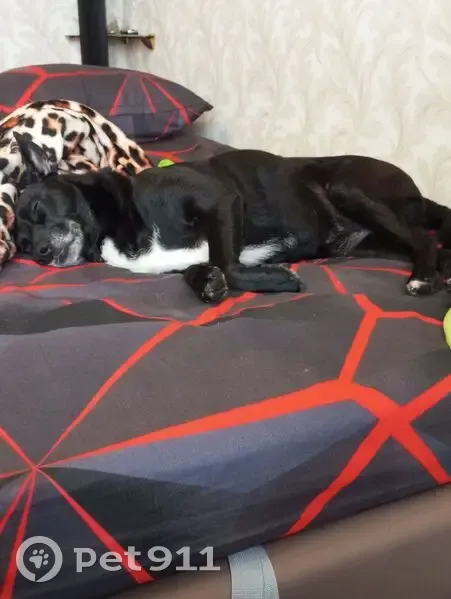 Пропала собака, ул. Болдов Ручей, Зеленоград - photo