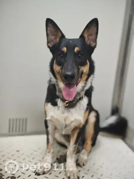 Пропала собака, ул. Врубеля, Самара - photo