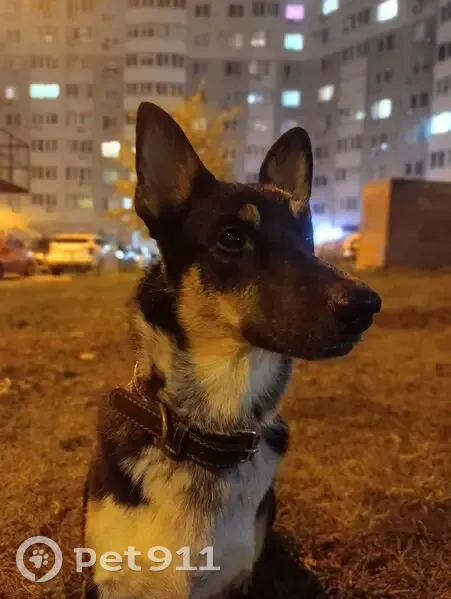 Пропала собака, ул. Врубеля, Самара - photo