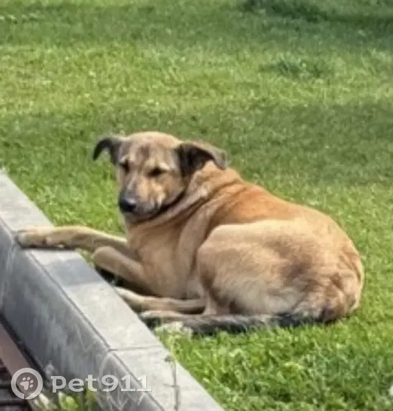 Пропала собака на ул. Горелый Хутор - photo