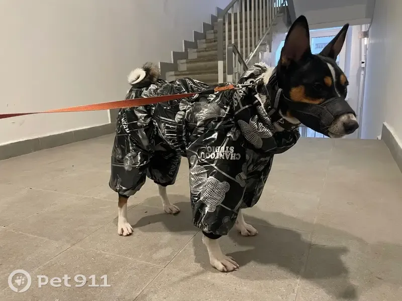 Пропал пес Бруно, д. Поповка, ул. Лазурная - photo