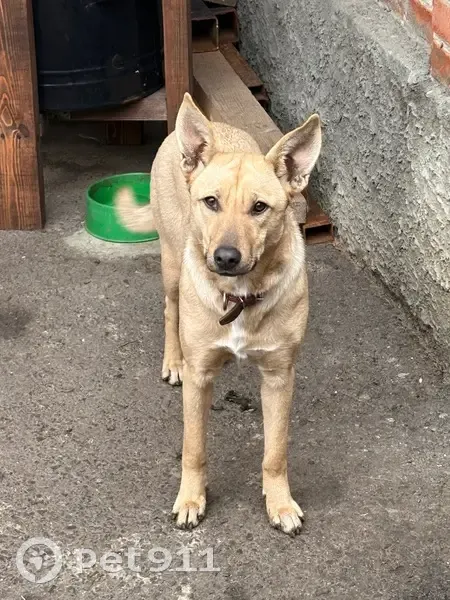 Пропала собака, улица Победы, Ростов-на-Дону - photo