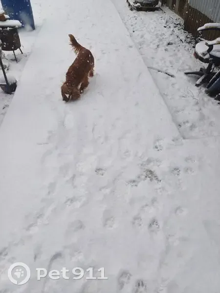 Пропала собака, ул. Плеханова, 87 - photo