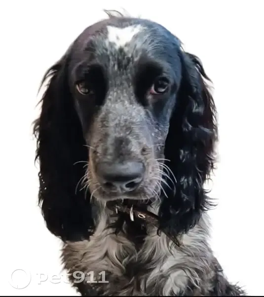 Пропала собака, Аверьянова 5, Ульяновск - photo