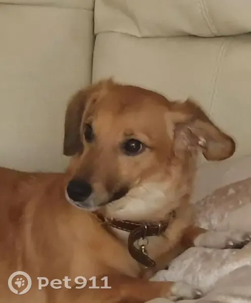 Пропала собака, Предботаническая 165, РнД - photo