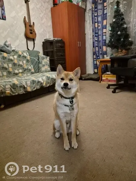 Пропала собака на Ленинском, 115А, Воронеж - photo