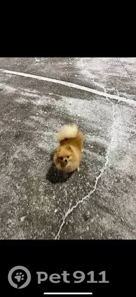 Пропала собака, ул. Вагапова 5, Казань - photo