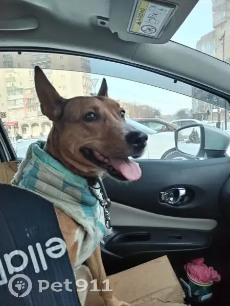 Пропала собака, Тенистая ул. 127, Благ. - photo