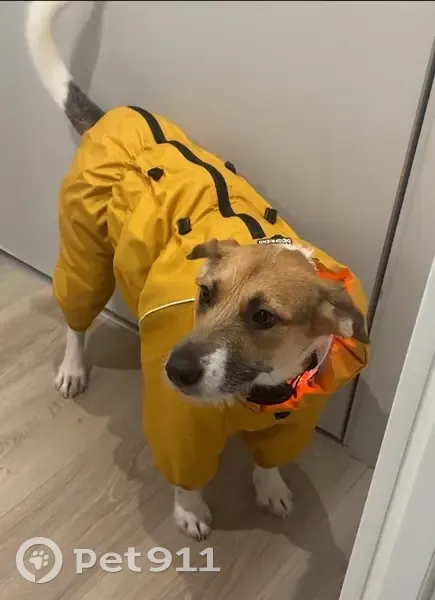 Пропала собака, ул. Малевича, Сколково - photo