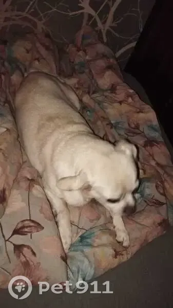 Пропала собака, ул. Кутузова, 50, Тула - photo