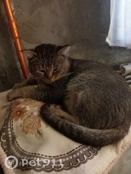 Пропала кошка, Новое Атлашево, Чувашия - photo